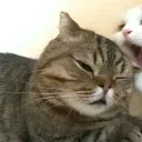 rage